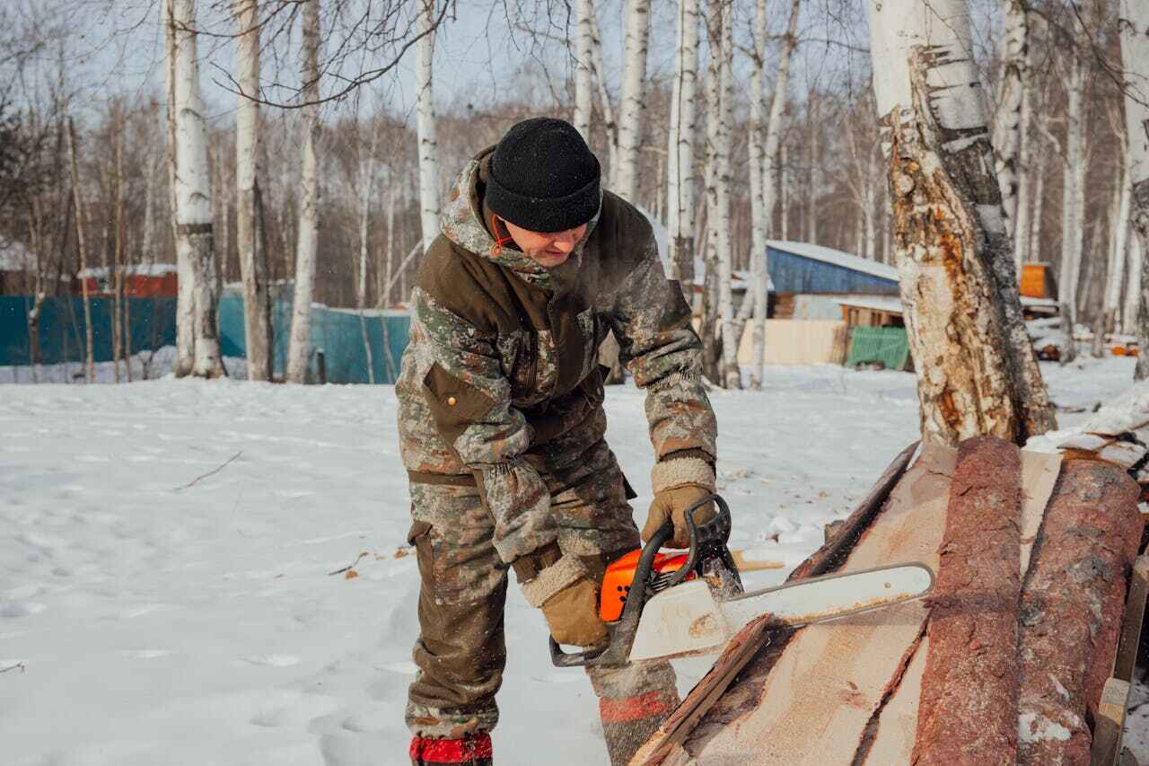 Palm Tree Trimming in Braddock, PA